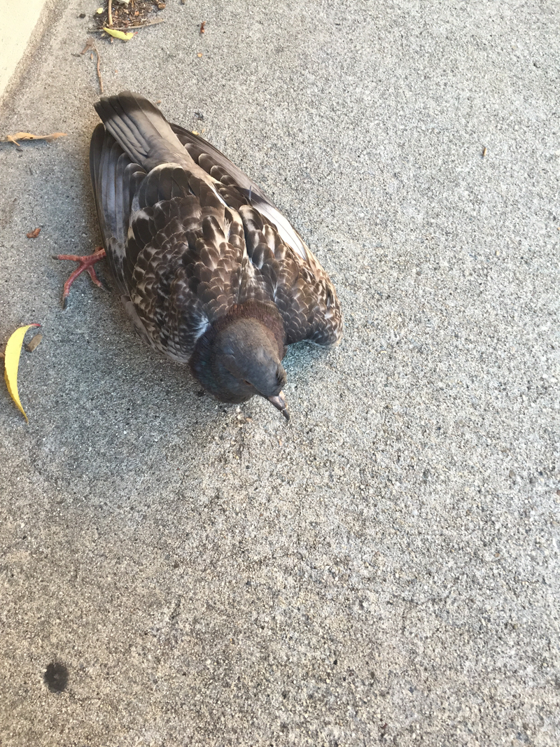 Illustration for article titled Injured Bird (TW All the sads)